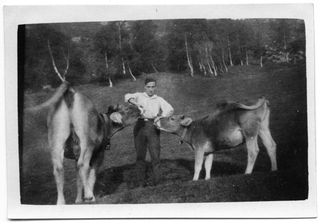 Antonio Menghetti ai Monti Piani con due mucche