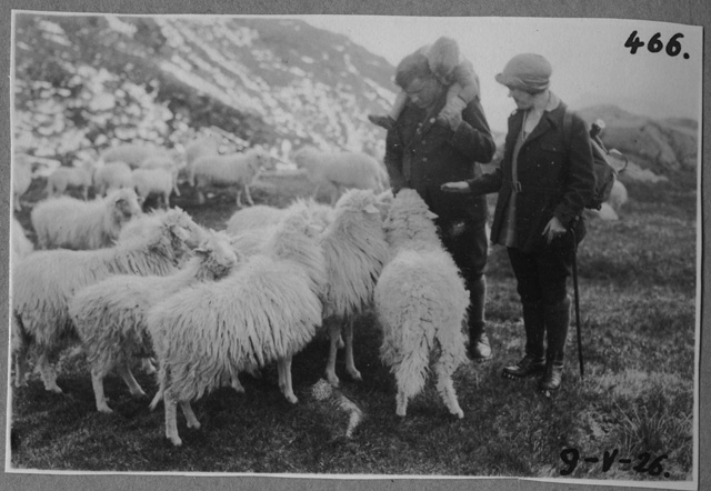 La famiglia Brusa con un gregge di pecore sulla strada per Condra