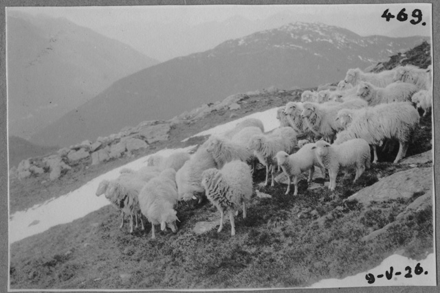 Gregge di pecore sulle pendici del monte Bar