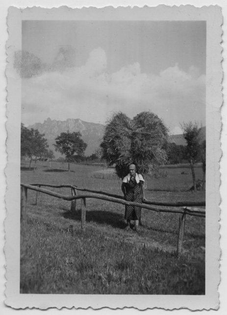 Albina Baruffaldi con un carico di fieno nella campagna di Vaglio