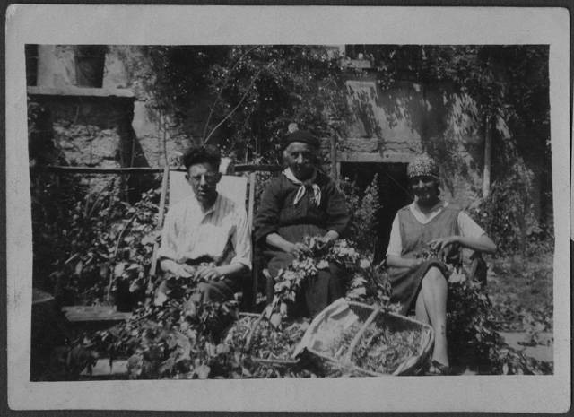 Tre persone mentre sfogliano il tiglio per farne del the