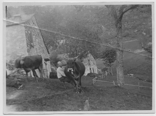 Luigi Menghetti ritratto durante la mungitura sui monti di Brena a Gola di Lago