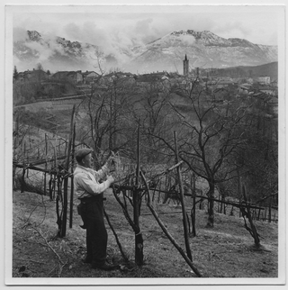 Luigi Menghetti mentre cura la vigna nei ronchi di Sala Capriasca