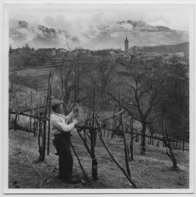 Luigi Menghetti mentre cura la vigna nei ronchi di Sala Capriasca