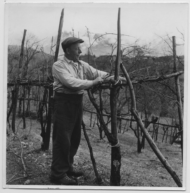 Luigi Menghetti mentre cura la vigna nei ronchi di Sala Capriasca