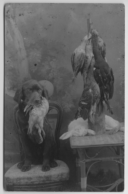 Cane con la preda e trofei di caccia