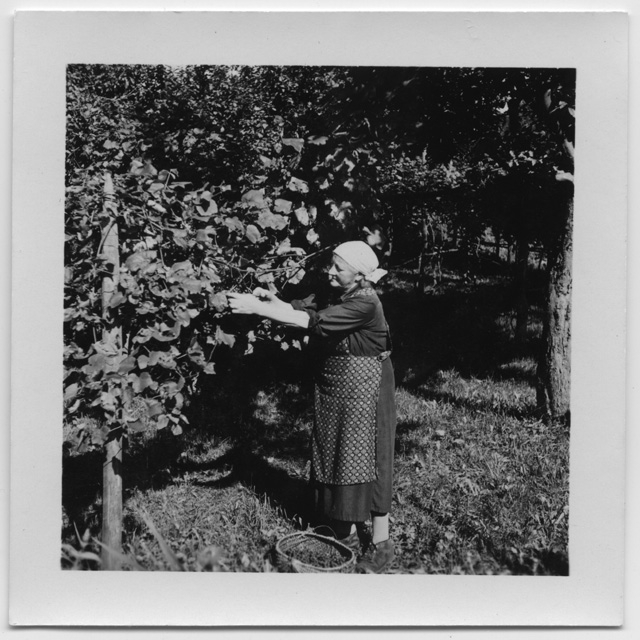 Donna che raccoglie l'uva