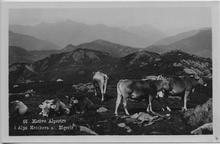 Cartolina dell'Alpe Moschera