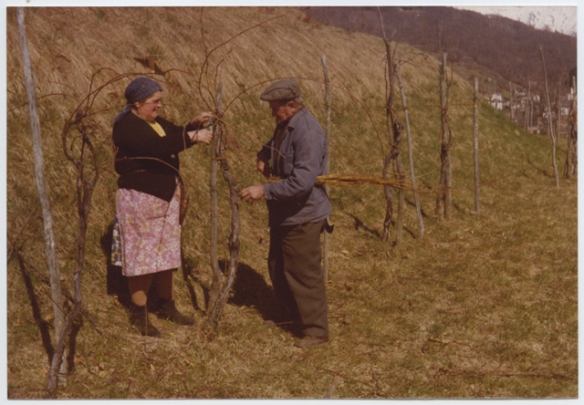 Emma e Massimo Lepori ritratti mentre legano la vigna