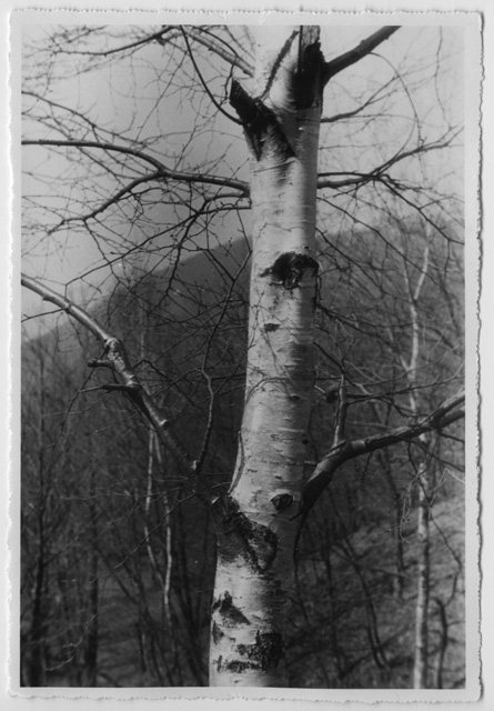 Ritratto di una betulla