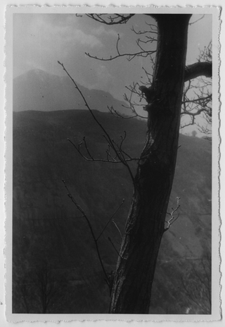 Albero con sullo sfondo Arla