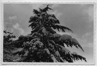 Abete coperto di neve