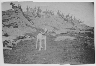 Cane e capre sotto la Sassèra