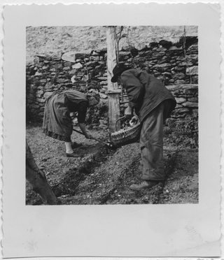 Coppia di contadini di Mièra mentre pianta delle patate