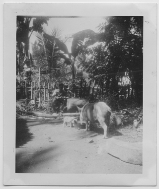 Un uomo in un palmeto nelle Filippine