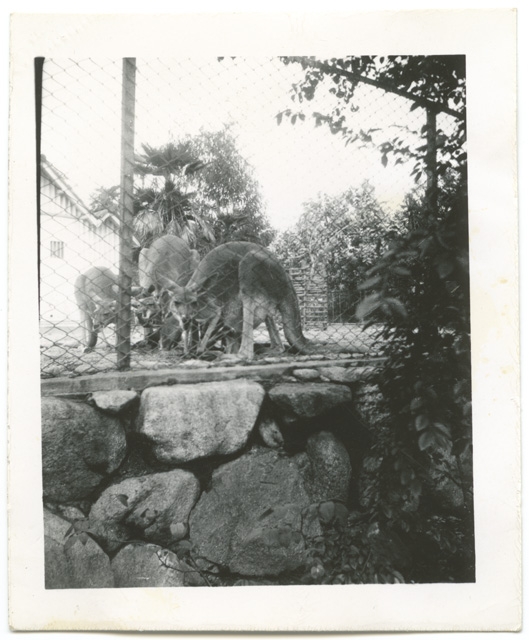 Canguri in cattività in Giappone