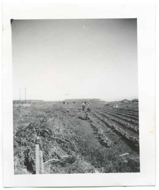 Coltivazionii in Giappone