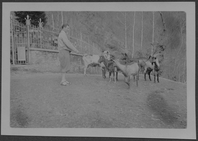 Mario Bernasconi e un gruppo di capre