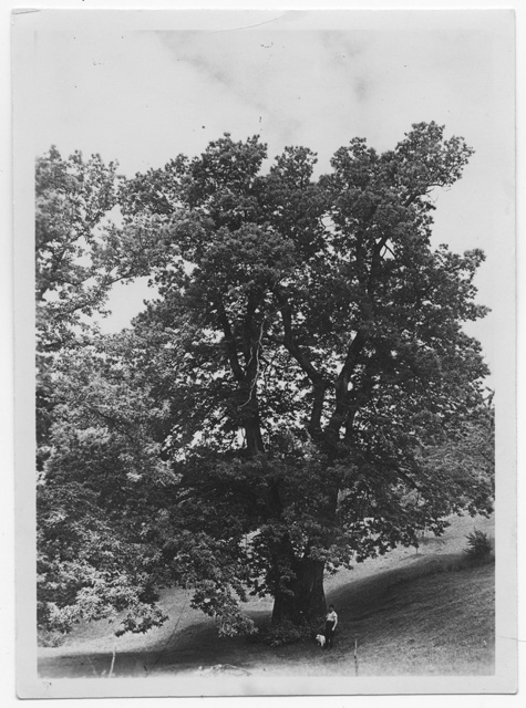 Ragazzo con cane sotto ad un castagno a Carusio