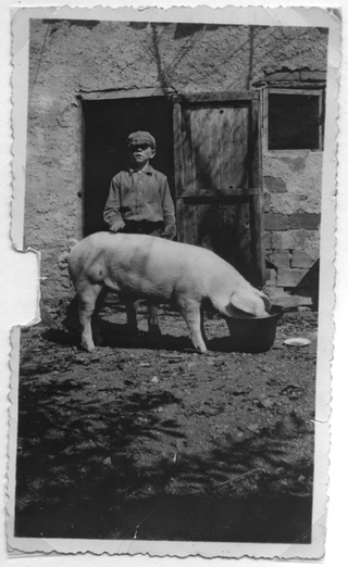 Egidio Moresi accanto ad un maiale