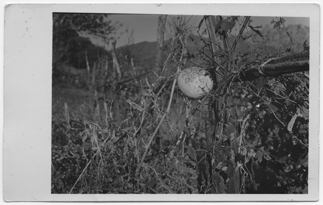 Danni della grandine in un orto