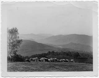 Gregge di pecore alla Brughera