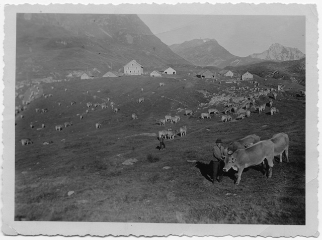 Mucche al pascolo all'Alpe Piora