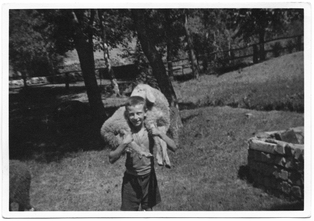 Luigi Pietra mentre trasporta una pecora