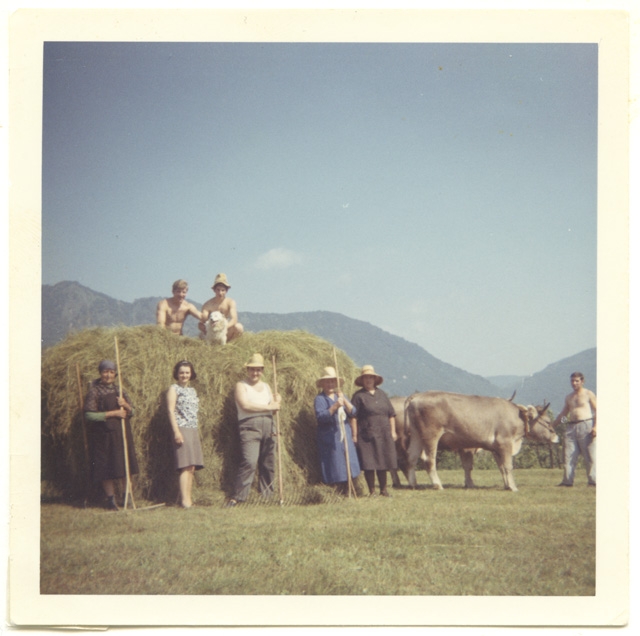 Fienagione alle Pasture Genovesi