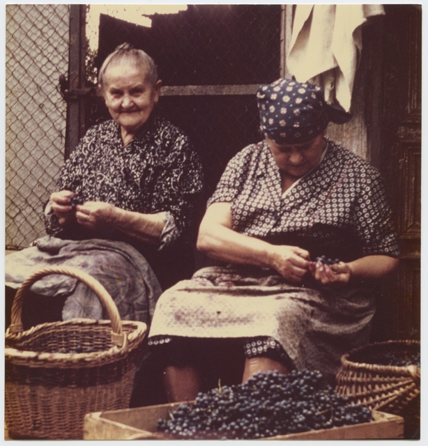 Artemisia Petrini ed Elvezia Pescia durante la vendemmia a Comano