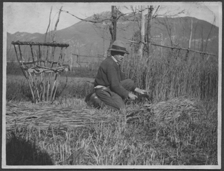 Raccolta del grano saraceno in zona Grumentale a Comano