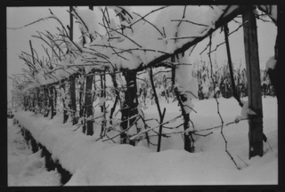 Veduta dei ronchi di Comano dopo una forte nevicata