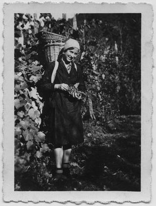 Elena Rutz con la gerla durante la vendemmia a Sonvico