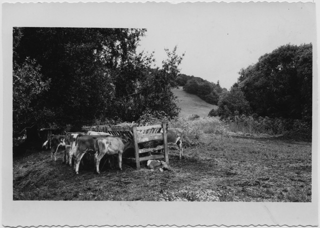 Allevamento di bestiame nella Valle del Cileno