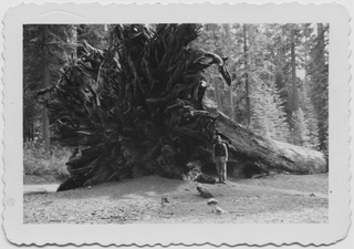 Remo Canonica in posa con un albero in California