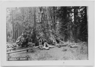 Remo Canonica in posa davanti ad un albero in California
