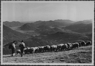 Gregge di pecore sulle pendici del Monte Bar