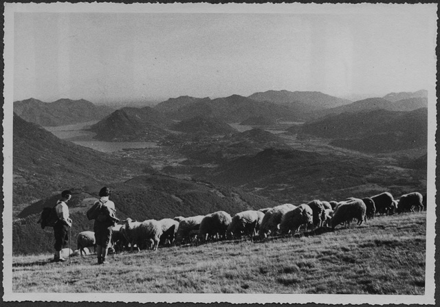 Gregge di pecore sulle pendici del Monte Bar