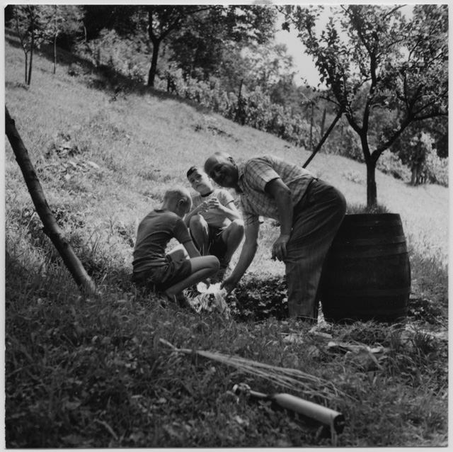 Gino Gioia al lavoro in un vigneto a Ponte Capriasca