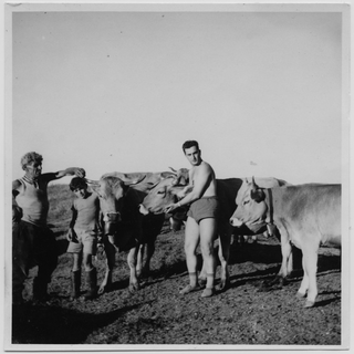 Uomini con mucche all'alpe Pianca Bella