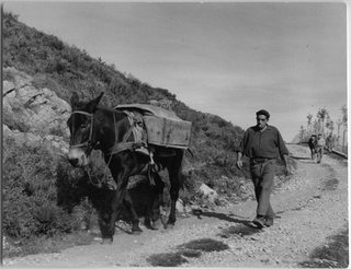 Plinio Storni con un mulo in una strada di montagna, Gola di Lago
