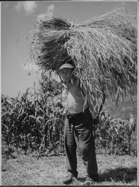 Tranquillo Mini in posa con un carico di fieno a Roveredo
