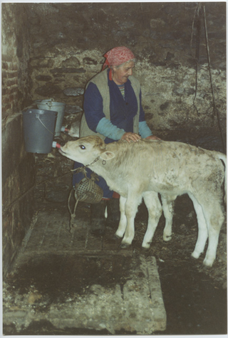 Piera Storni al lavoro in stalla con un vitello ai Monti di Condra