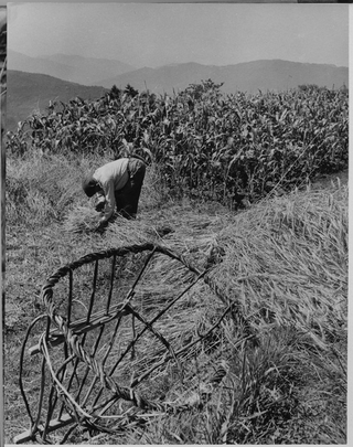 Raccolta del granoturco e della segale a Roveredo