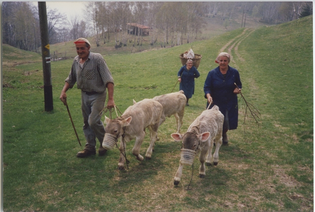 Plinio, Piera e Carolina Storni ai Monti di Condra con dei vitelli