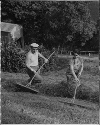 Angelo e Ilde Mini mentre raccolgono il fieno a Roveredo
