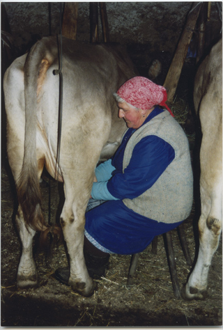 Piera Storni mentre munge una mucca ai Monti di Condra