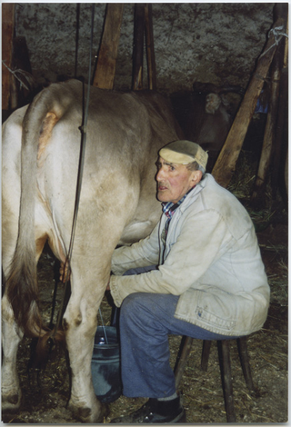 Plinio Storni mentre munge una mucca ai Monti di Condra