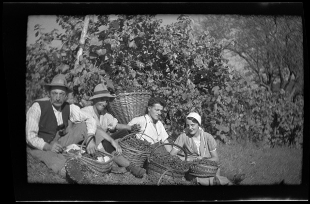 Famiglia Nesa durante la vendemmia