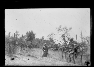 Donna in un campo durante il taglio della segale
